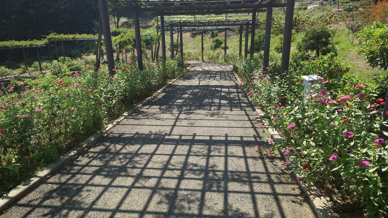 f:id:franca_LEDIEFAHT:20231025222639j:image