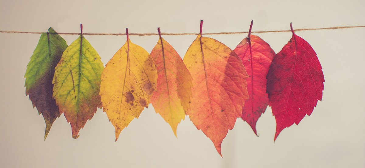 #Grateful for what we have. #Thanksgiving. Photo by Chris Lawton on Unsplash