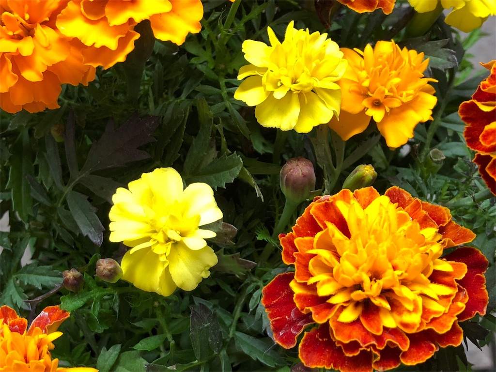 人間でも動物でも植物でも産まれてきたものは皆んな強い と 花の種が教えてくれた件 お菓子を巡る暮らしの雑記帖 人間でも動物でも植物でも産まれてきたものは皆んな強い と 花の種が教えてくれた件 お菓子を巡る暮らしの雑記帖
