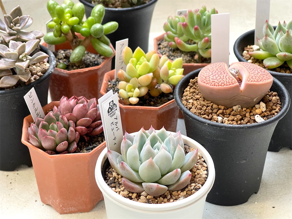 多肉植物はじめました 育てることの難しさと楽しさは 子育てに似ている In Other Words