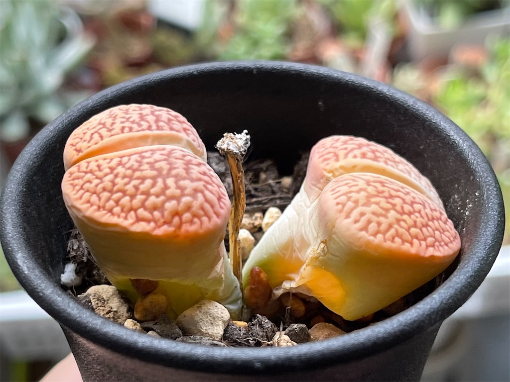 枯れた 溶けた リトープス 夏を越せなかったとガッカリの多肉植物管理 365の喜怒哀楽 50代主婦の暮らしブログ