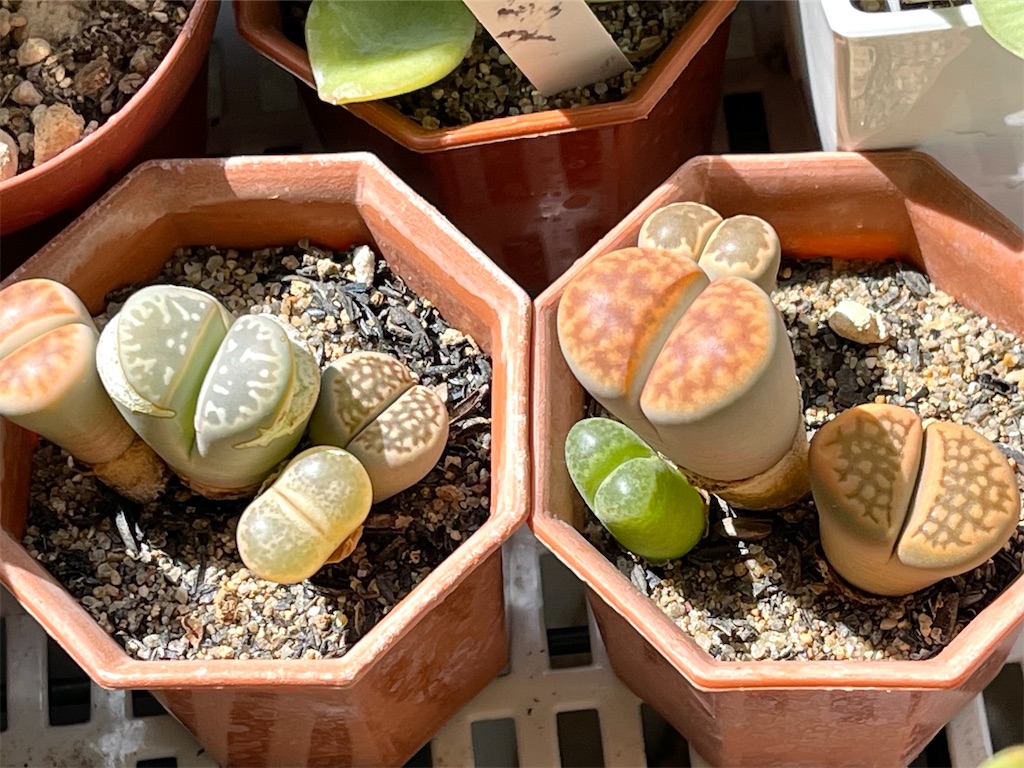 枯れた 溶けた リトープス 夏を越せなかったとガッカリの多肉植物管理 365の喜怒哀楽 50代主婦の暮らしブログ