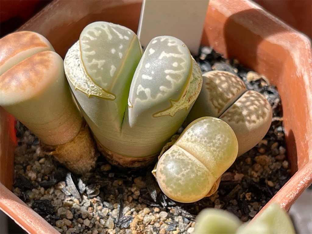 枯れた 溶けた リトープス 夏を越せなかったとガッカリの多肉植物管理 365の喜怒哀楽 50代主婦の暮らしブログ