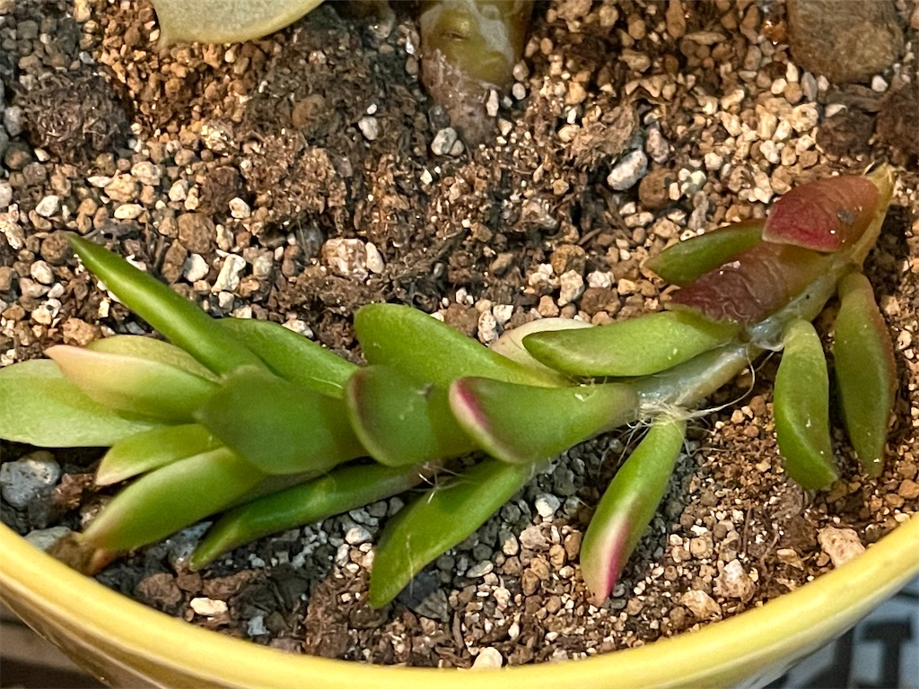 鉢を落として折れた多肉植物 枝豆と晩御飯のミートボール 365の喜怒哀楽 50代主婦の暮らしブログ 鉢を落として折れた多肉植物 枝豆と晩御飯のミートボール 365の喜怒哀楽 50代主婦の暮らしブログ
