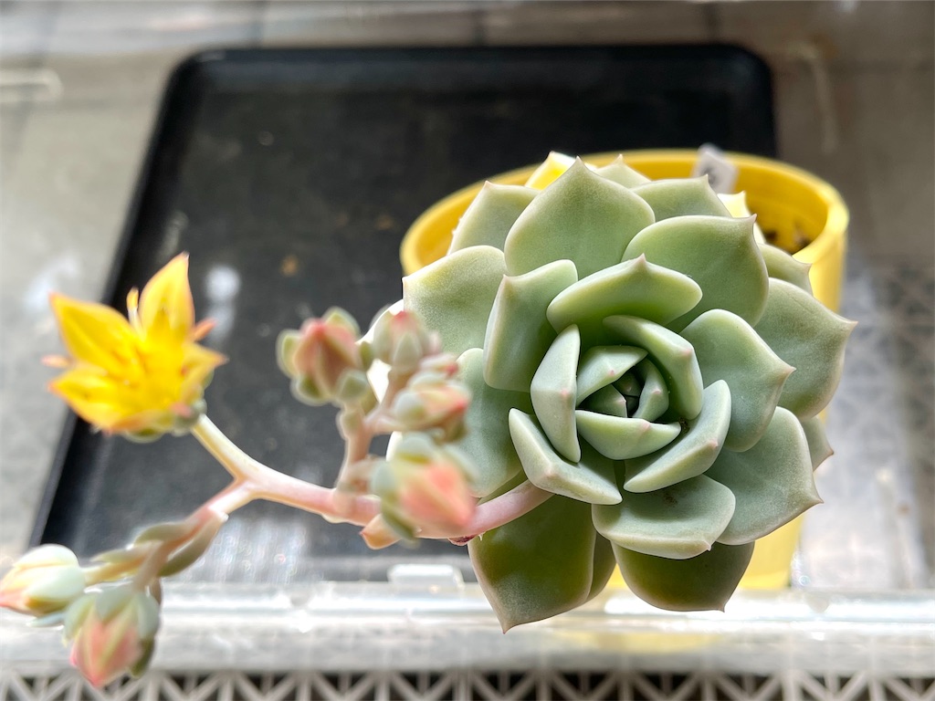 多肉植物　白牡丹　葉挿し抜き苗２つ 1657707192000_thum_638416_phot