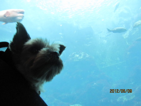 f:id:frankmama:20120509120842j:image