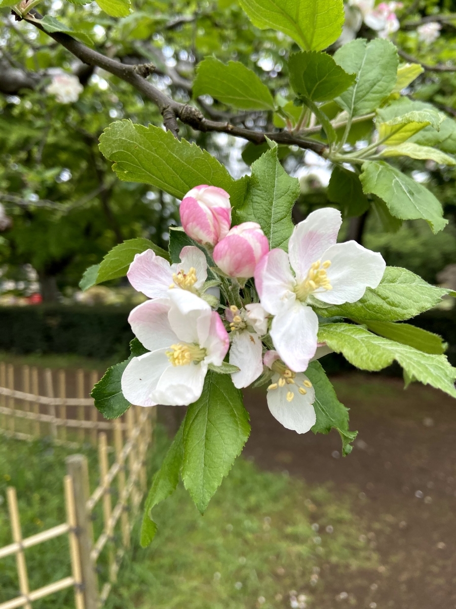 f:id:fraubaeren:20210416142930j:plain