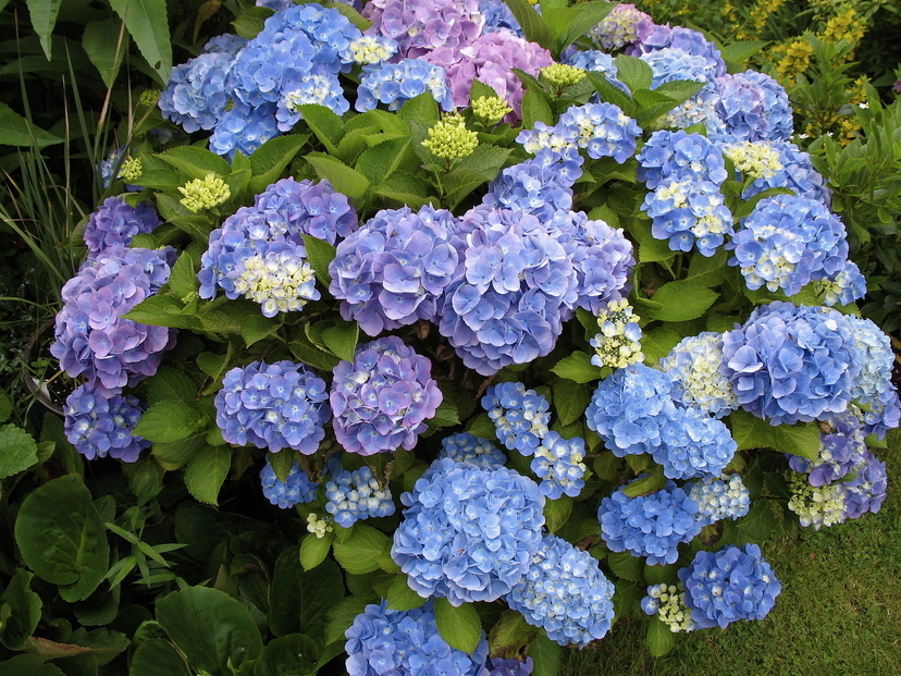 f:id:frederic-chopin:20190615232033j:plain f:id:frederic-chopin:20190615232033j:plain