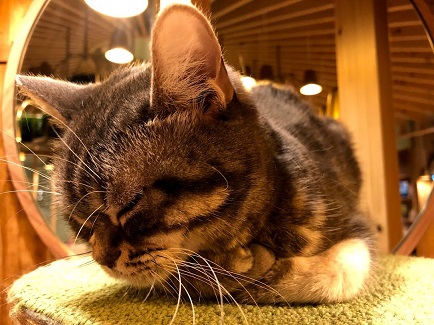 f:id:free-denshi:20191230235825j:plain
