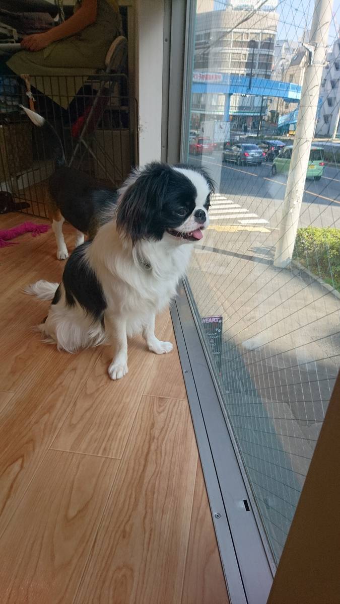 東京で犬カフェ ドッグカフェなら代々木上原がおすすめ りこたべ 東京で犬カフェ ドッグカフェなら代々木上原がおすすめ りこたべ