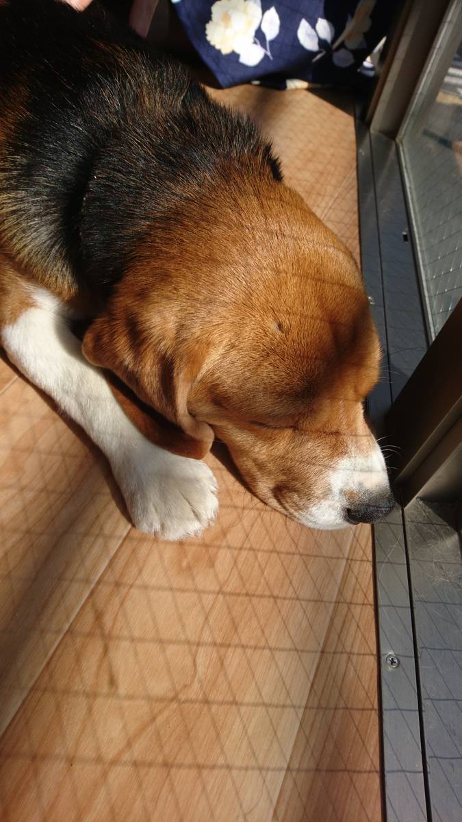 東京で犬カフェ ドッグカフェなら代々木上原がおすすめ りこたべ 東京で犬カフェ ドッグカフェなら代々木上原がおすすめ りこたべ