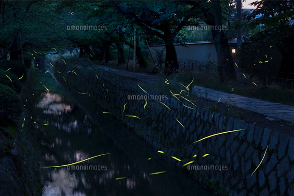 京都 ホタルが見れるスポット 非日常を求めて飛び立ちたい