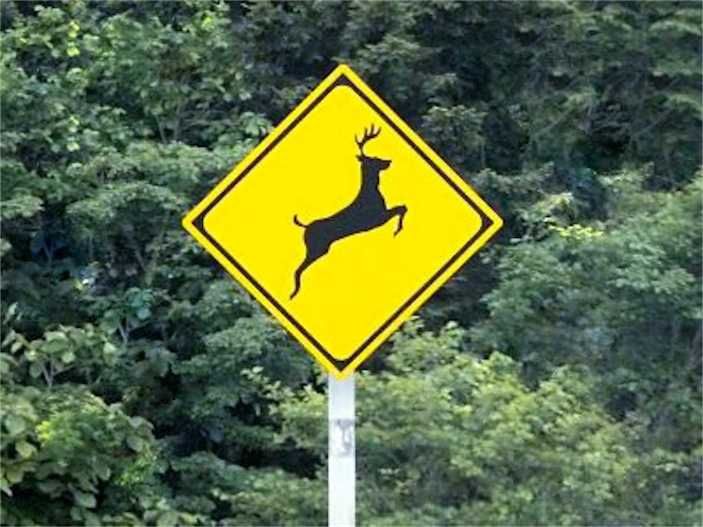 北海道で遭遇できる動物 遭遇した時のルール 人懐っこいキタキツネに遭遇した 非日常を求めて飛び立ちたい