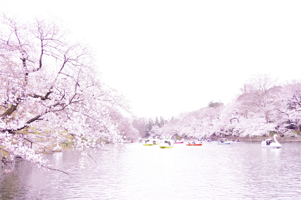 お花見必見 井の頭公園桜の開花情報 非日常を求めて飛び立ちたい お花見必見 井の頭公園桜の開花情報 非日常を求めて飛び立ちたい