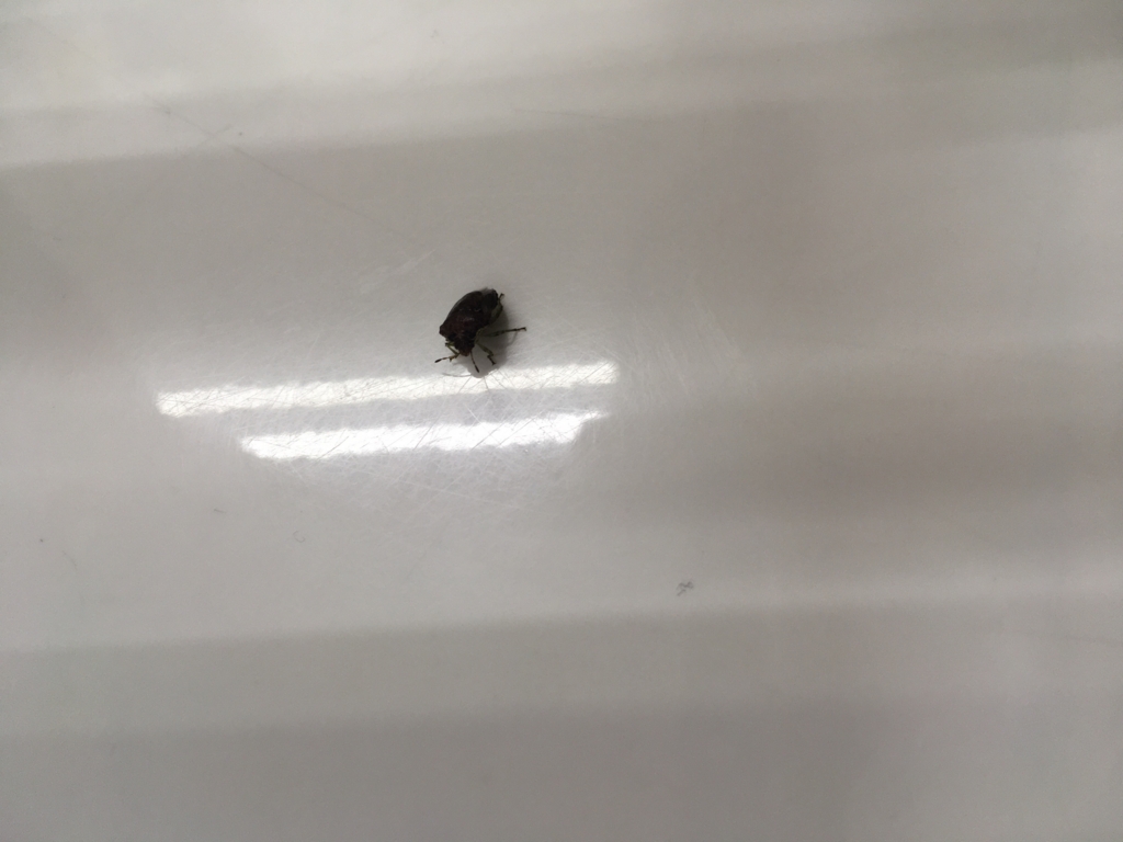 f:id:freedomtencho:20170415194101j:plain f:id:freedomtencho:20170415194101j:plain