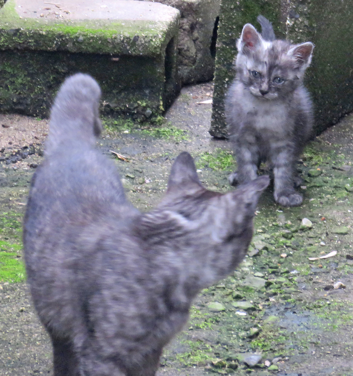 猫