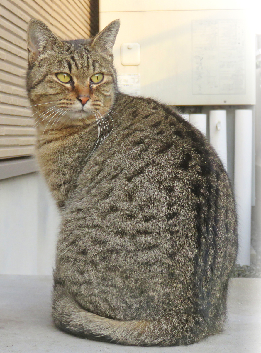 猫