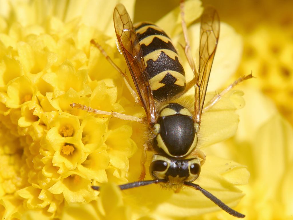 ドイツでびっくり体験 蜂に刺された ドイツ留学 Freiburg Im Breisgau ドイツでびっくり体験 蜂に刺された ドイツ留学 Freiburg Im Breisgau