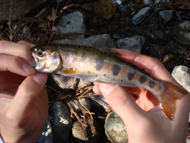 f:id:freierjpmann:20080313122505j:image:w360