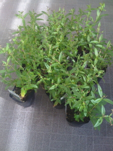 f:id:french_trench:20100714211642j:image