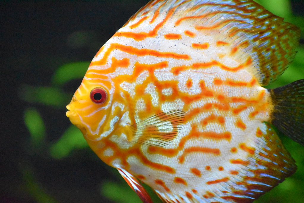 f:id:freshwaterfish:20190829151242j:plain