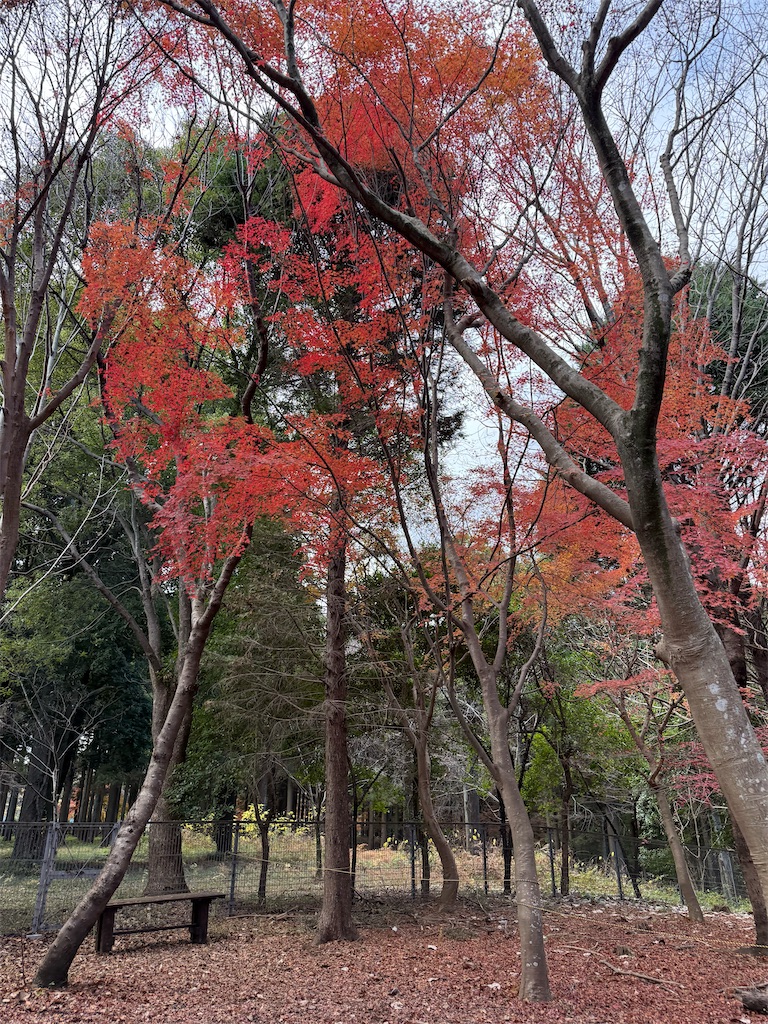 f:id:fretta2019:20251207100045j:image