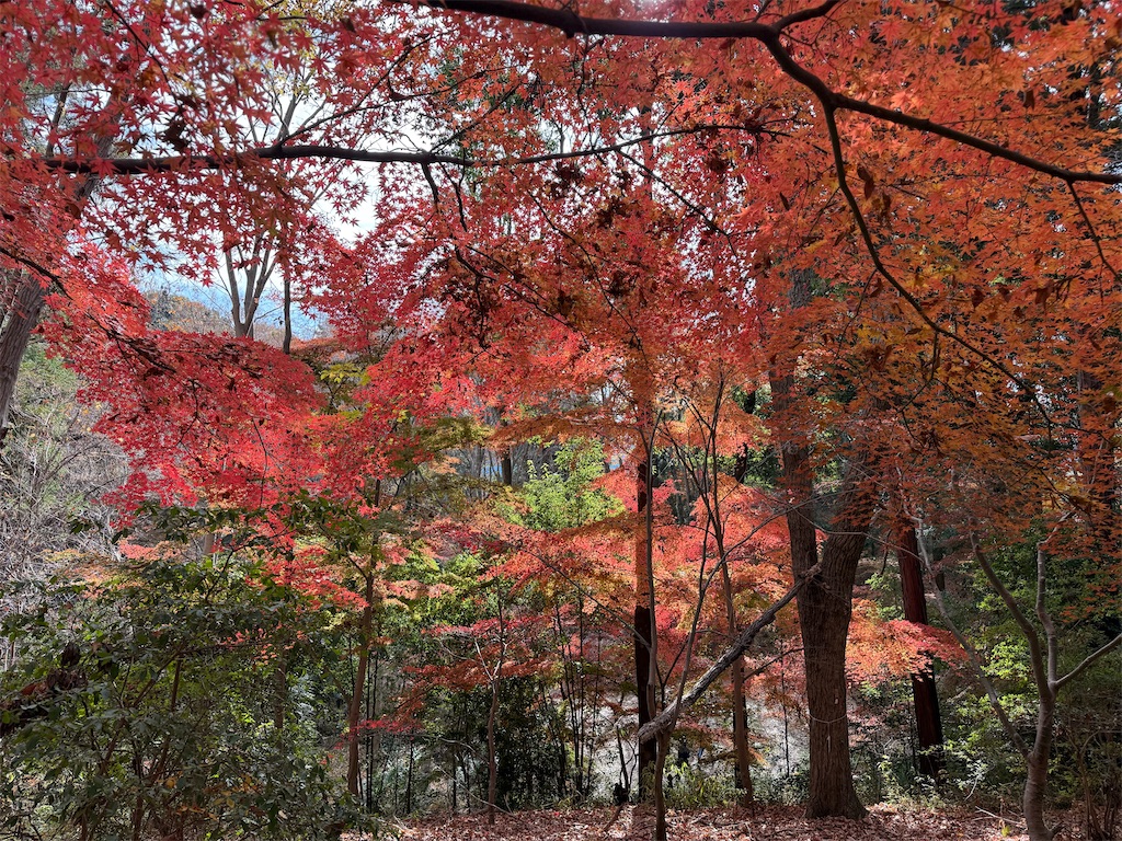 f:id:fretta2019:20251207100100j:image