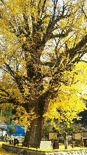 f:id:frgregory:20191126001307j:image