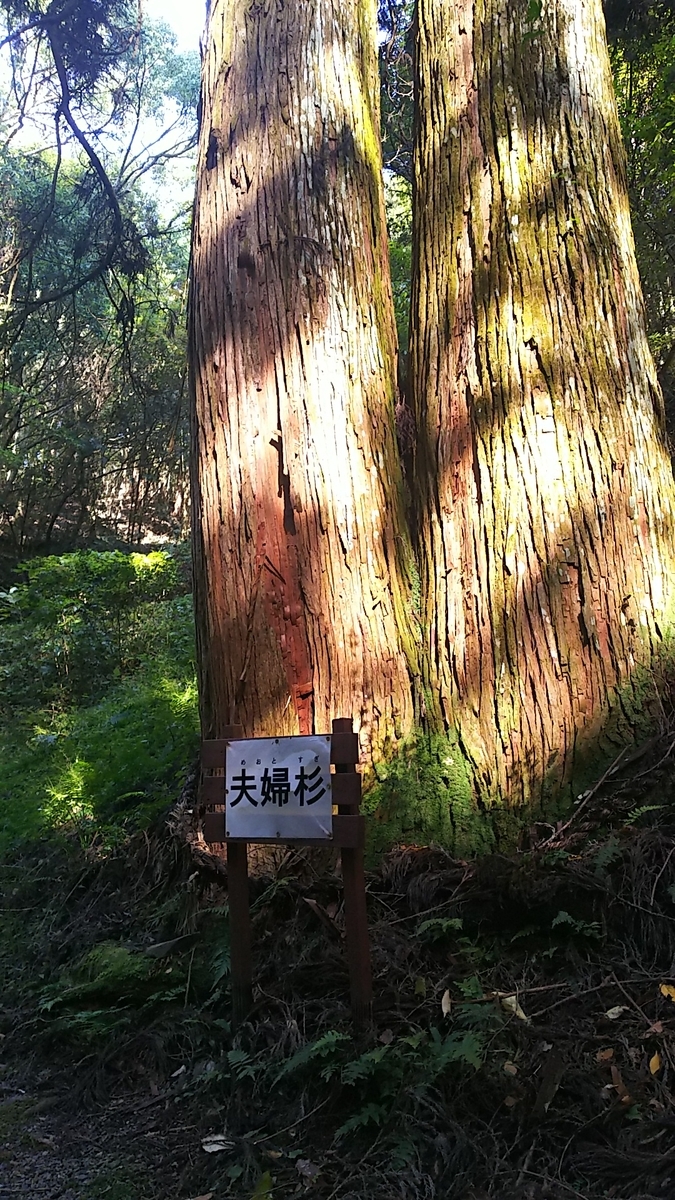 f:id:frgregory:20201111184736j:plain