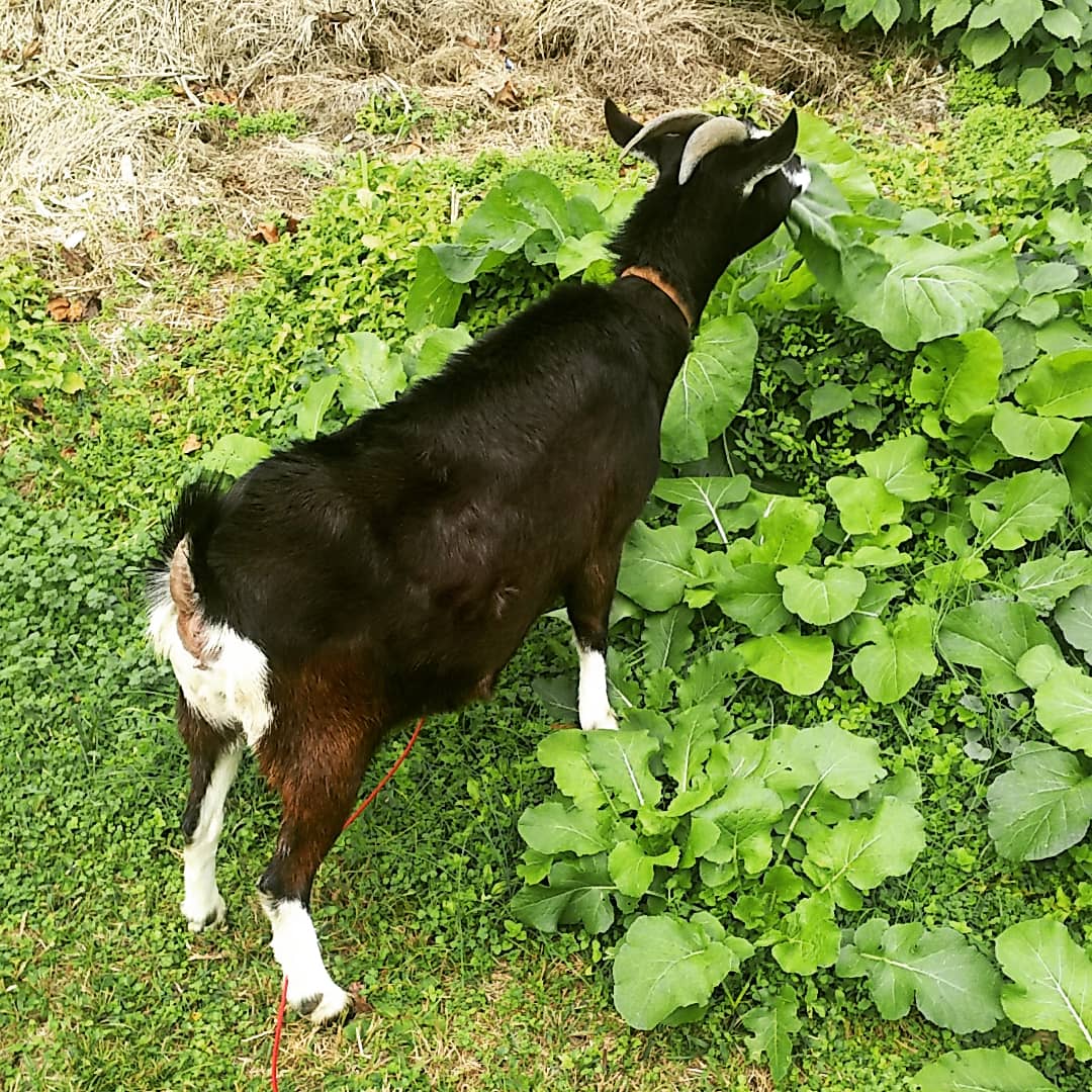 f:id:frgregory:20201126180817j:plain