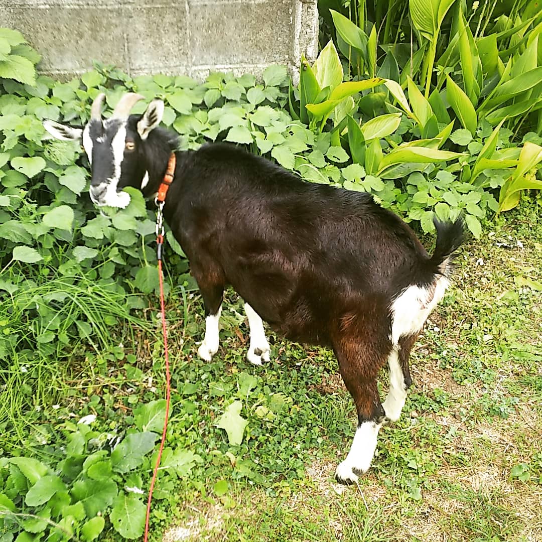 f:id:frgregory:20201126180835j:plain