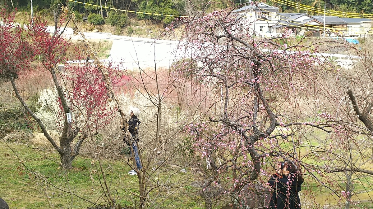 f:id:frgregory:20210214211243j:plain