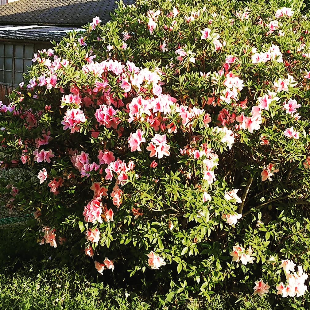 f:id:frgregory:20210413231630j:plain