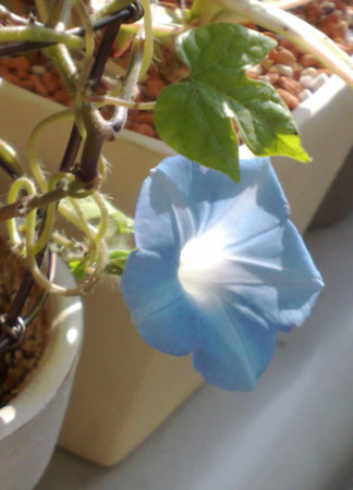 f:id:fridas:20081018105322j:image:w240:right