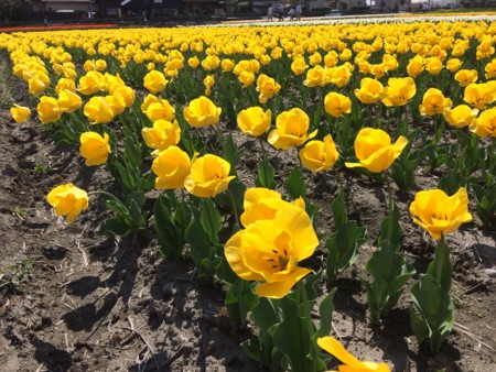 f:id:friday66:20170419134609j:image:w360 f:id:friday66:20170419134609j:image:w360