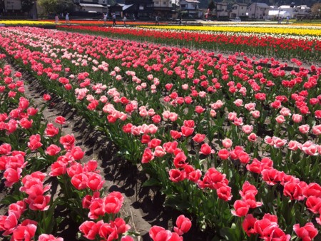 f:id:friday66:20170419134639j:image:w360 f:id:friday66:20170419134639j:image:w360