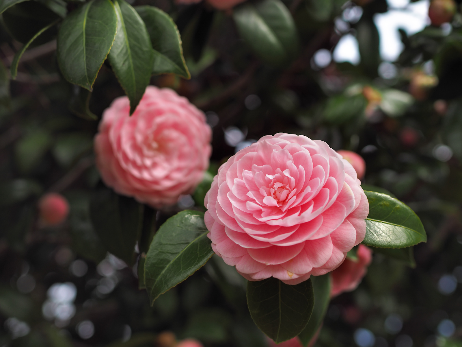 f:id:fridaynight:20160408080905j:plain