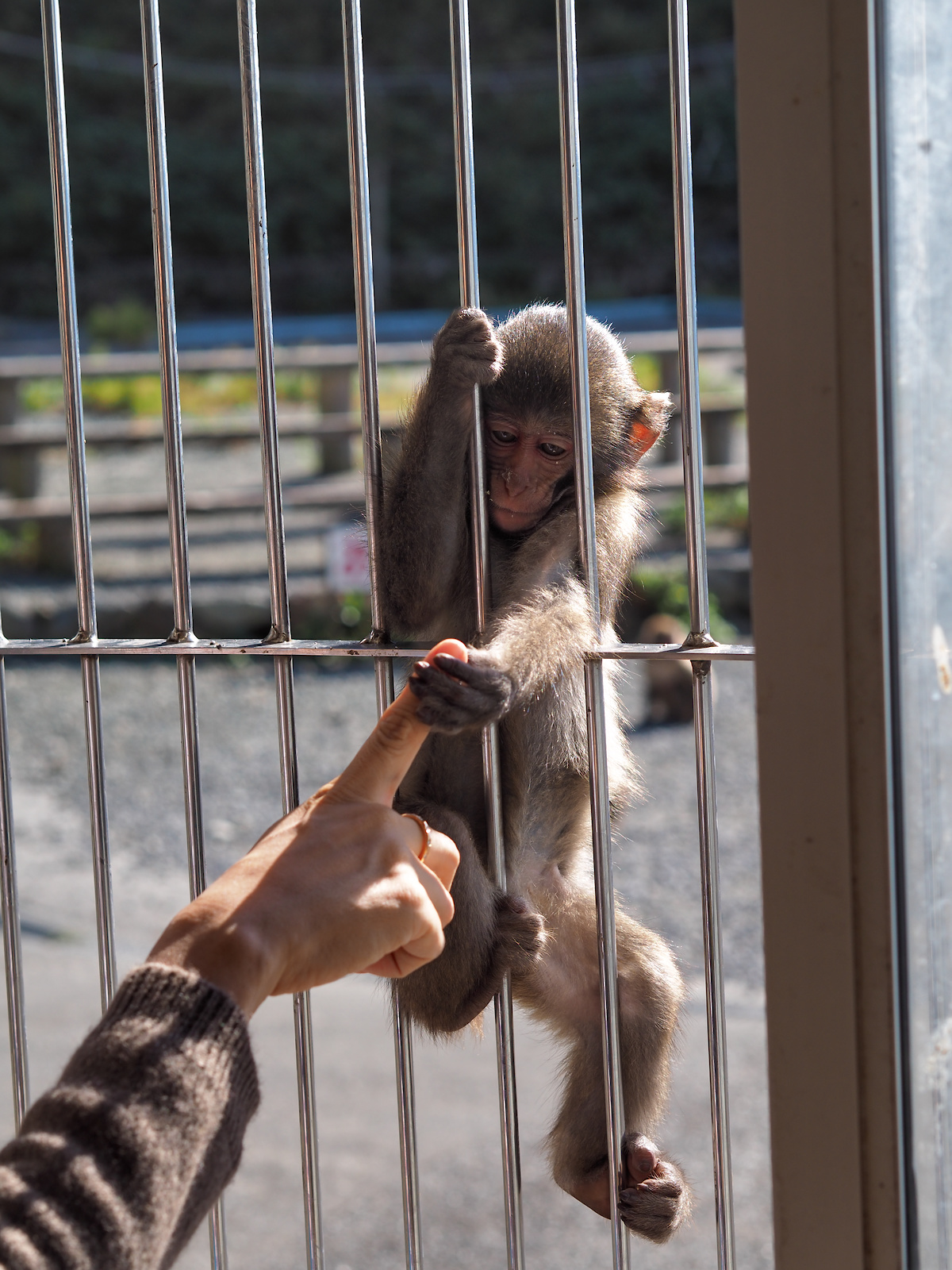 f:id:fridaynight:20161015135148j:plain