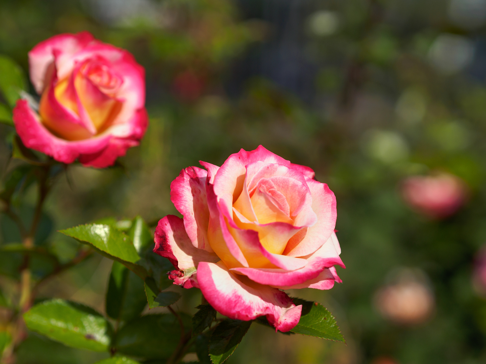 f:id:fridaynight:20161202101152j:plain