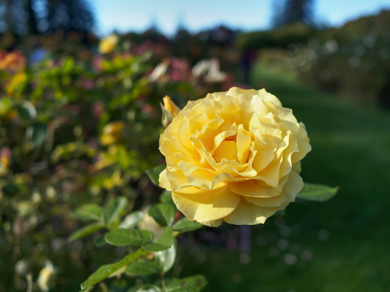 f:id:fridaynight:20161202101203j:plain