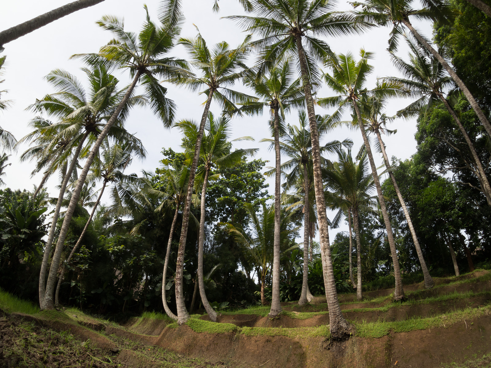 f:id:fridaynight:20161225011706j:plain