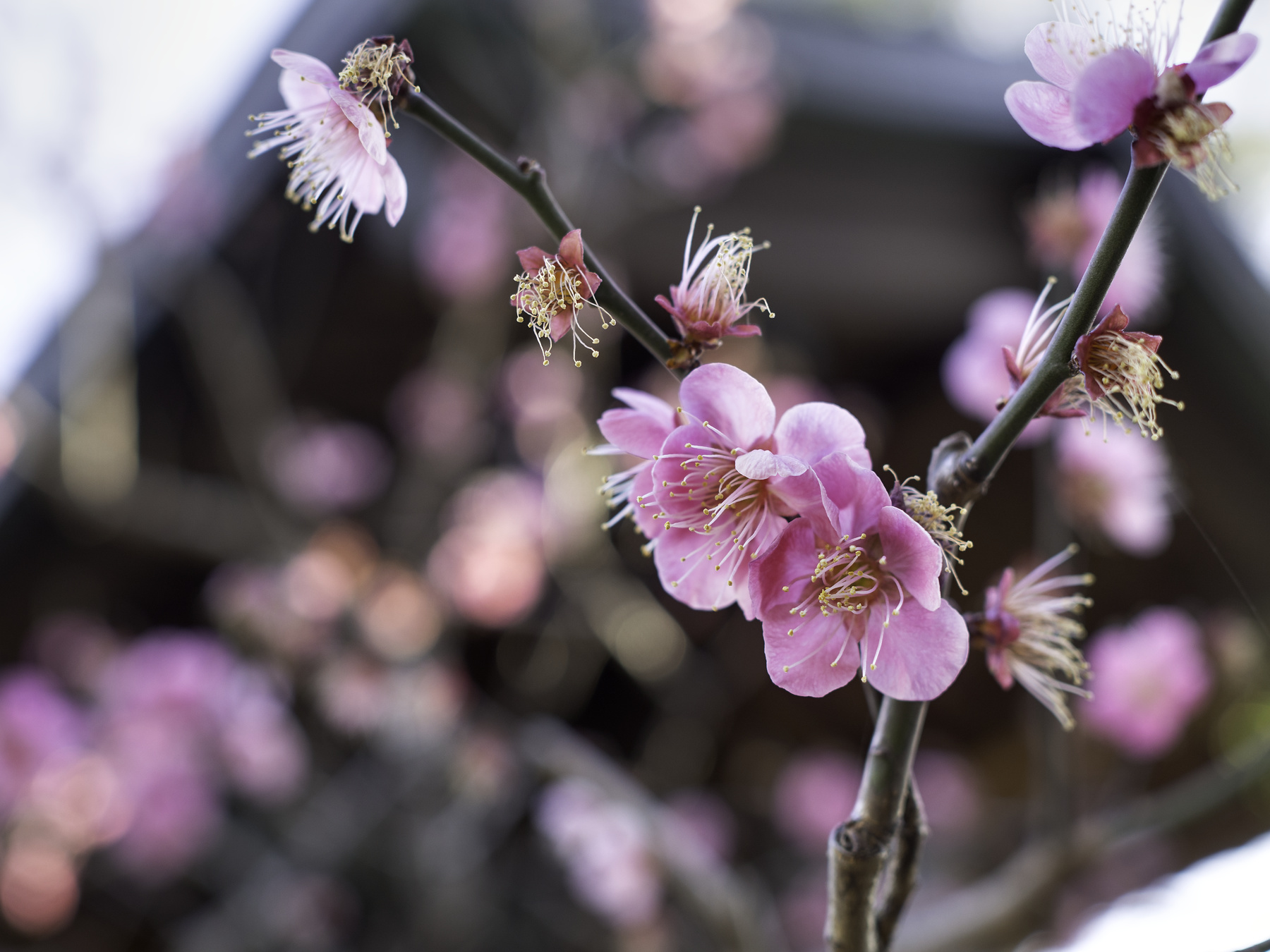 f:id:fridaynight:20170208080830j:plain