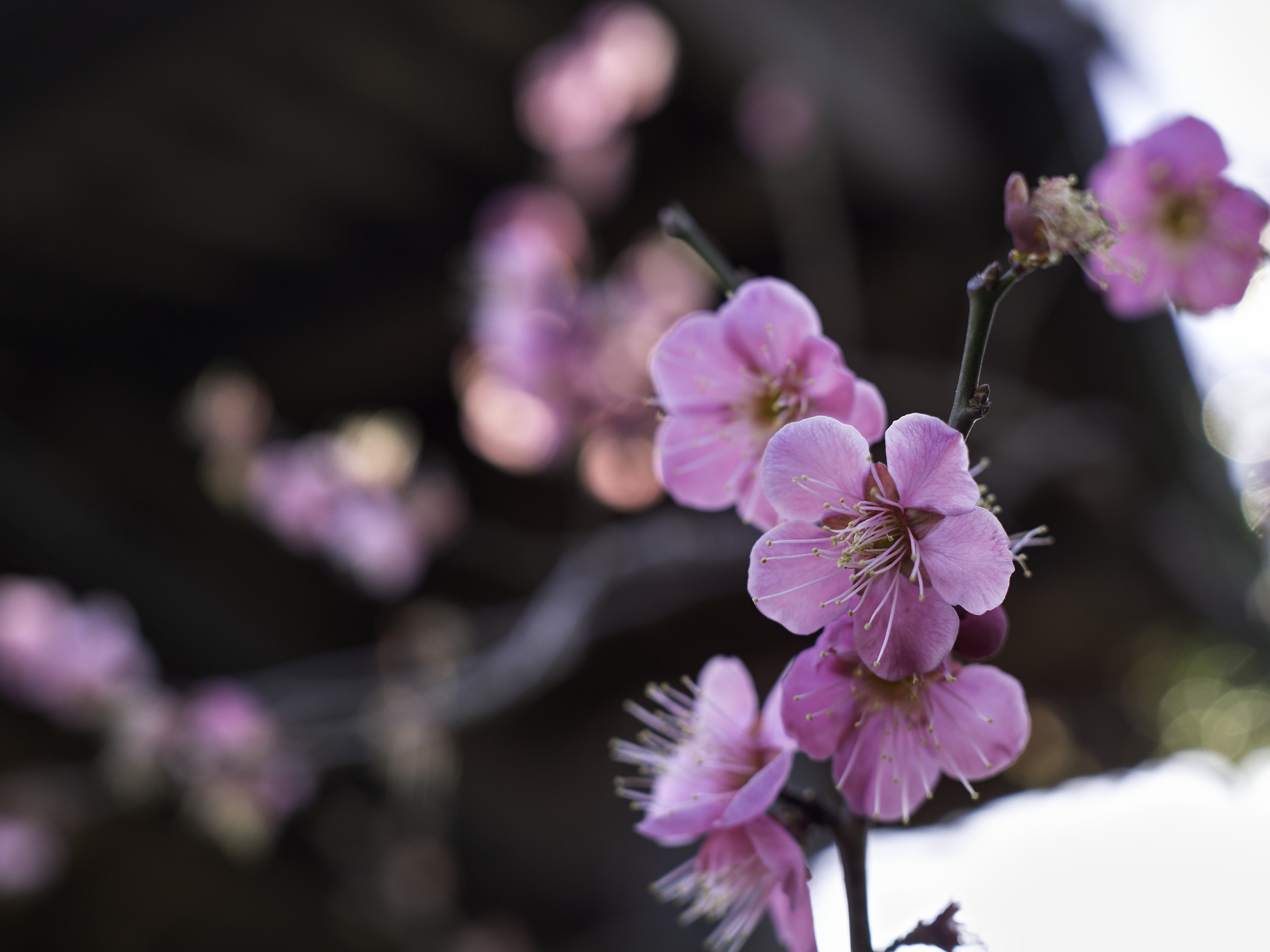 f:id:fridaynight:20170208080930j:plain