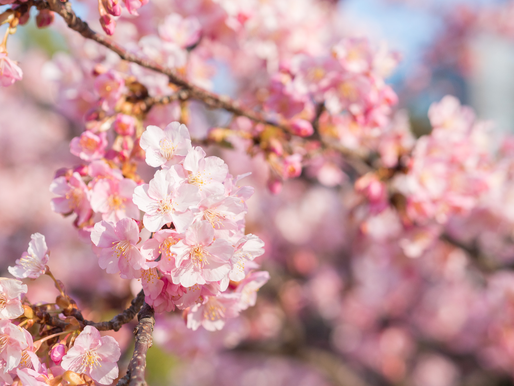 f:id:fridaynight:20170218095326j:plain