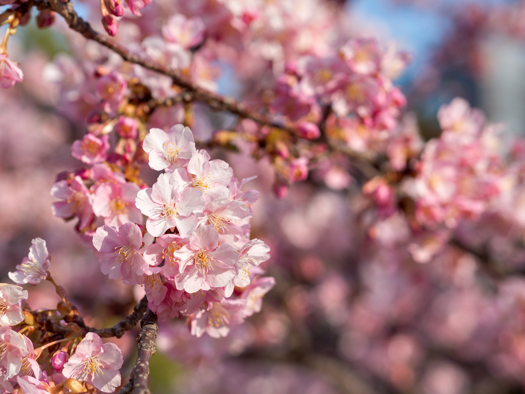 f:id:fridaynight:20170218141709j:plain