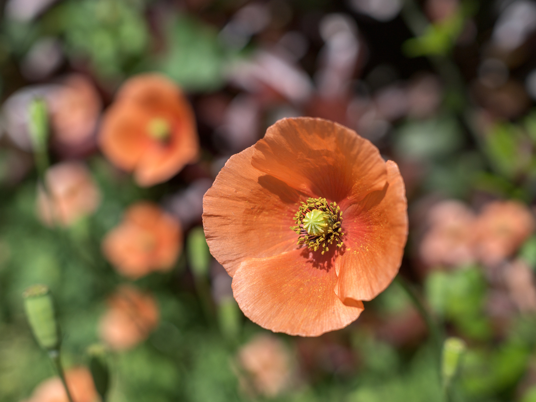 f:id:fridaynight:20170419093722j:plain