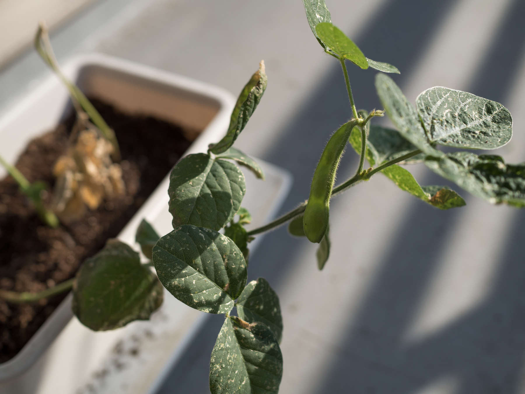 f:id:fridaynight:20170623065647j:plain