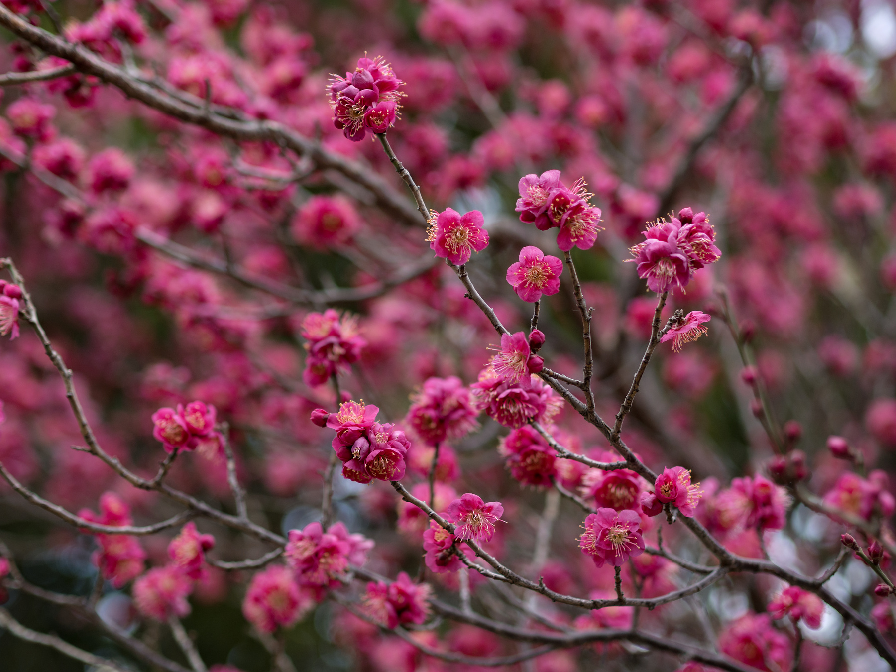 f:id:fridaynight:20180212160212j:plain