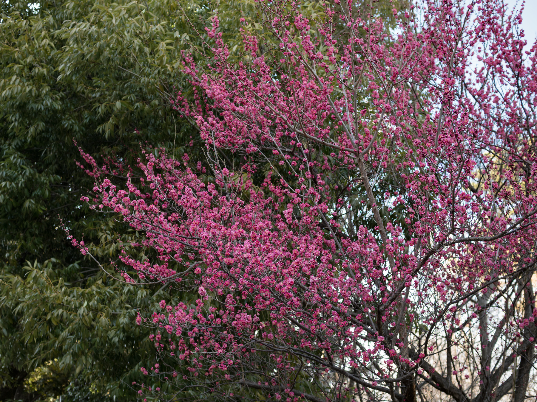 f:id:fridaynight:20180212161532j:plain