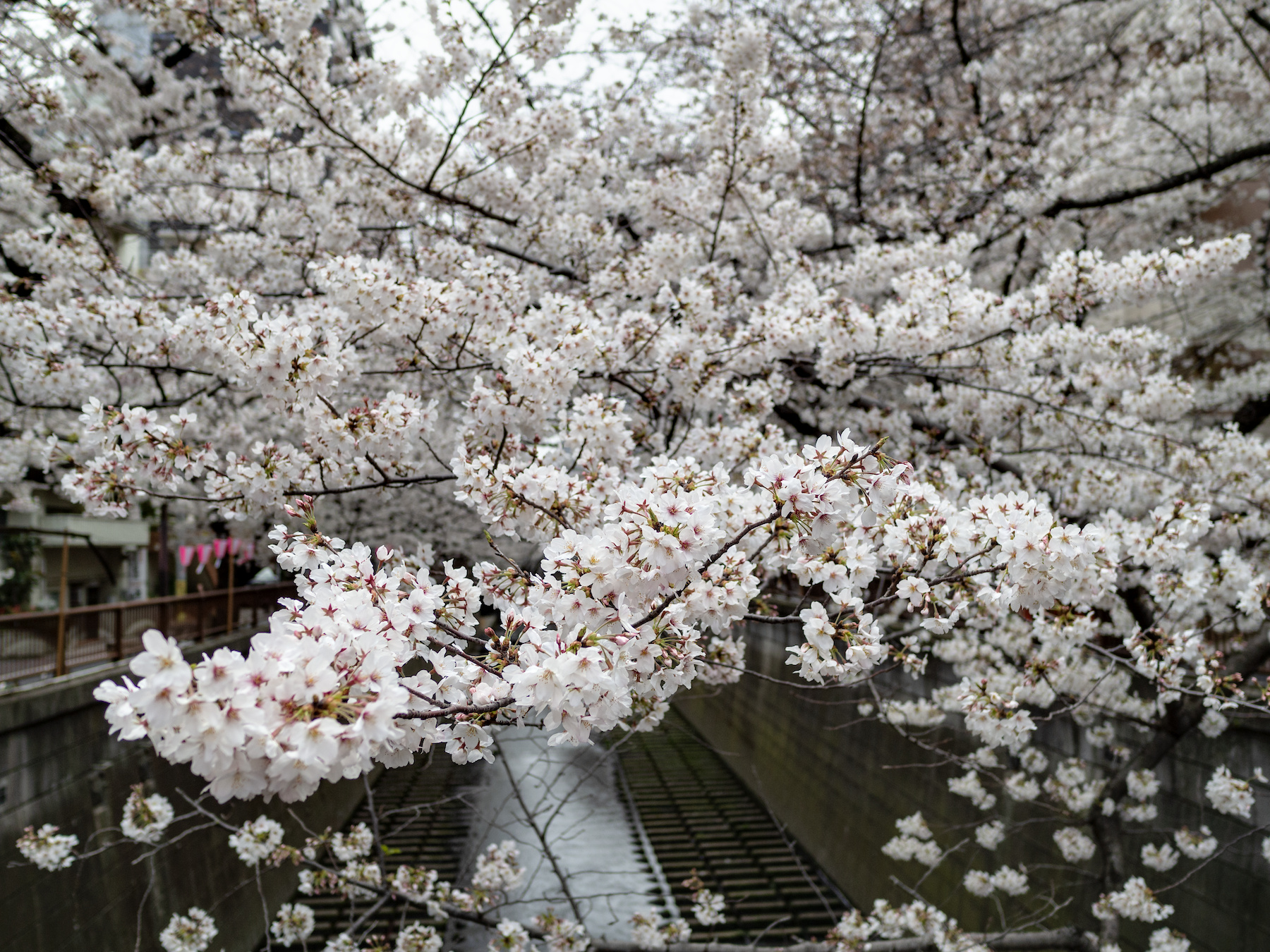 桜 各所の桜 - 豪鬼メモ